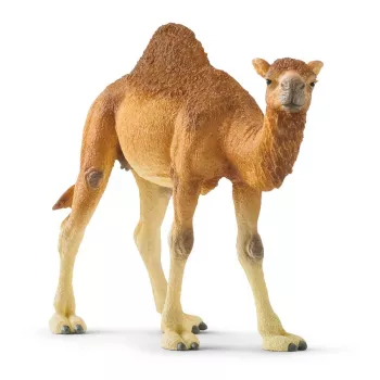 Schleich WILD LIFE Dromedar – plastikinė figūrėlė