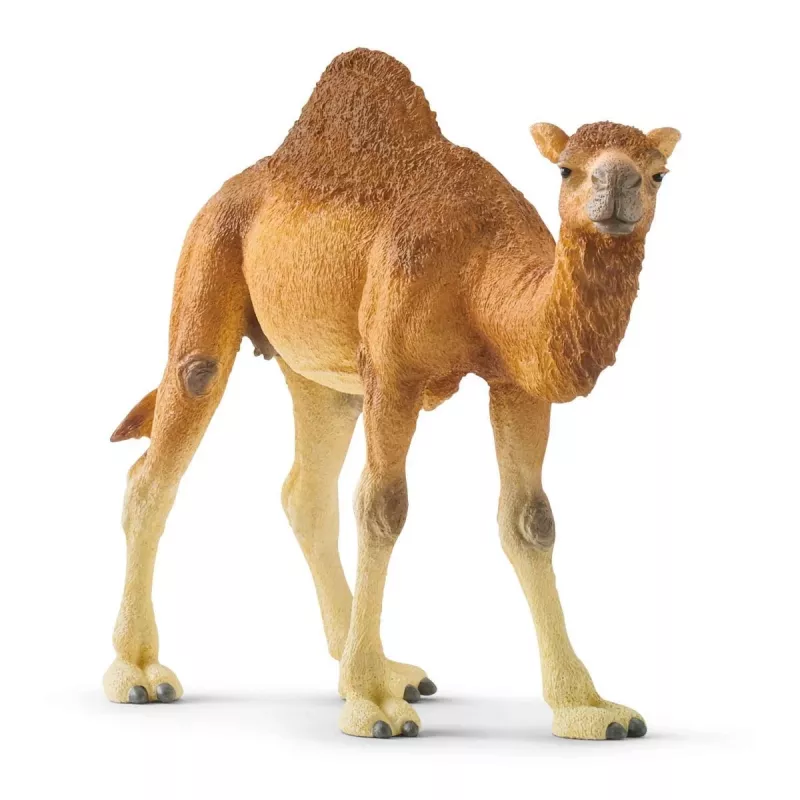 Schleich WILD LIFE Dromedar – plastikinė figūrėlė
