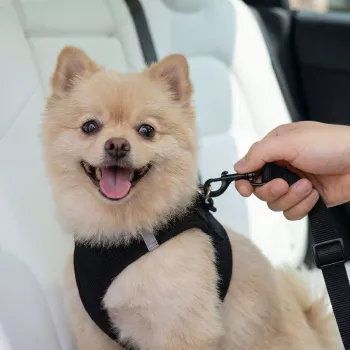 SPIGEN PS100 Universal Car Seat Belt Holder for Pets Black