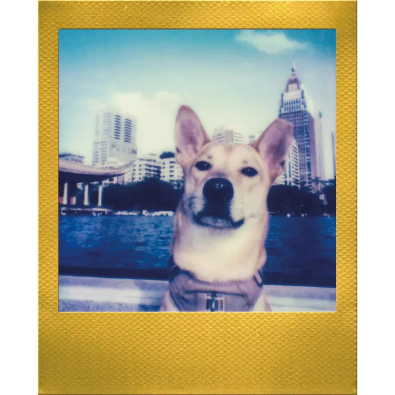 Polaroid Go / Go Gen 2 momentinė juosta – 16 kadrų – auksinis rėmelis