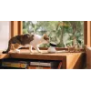 PETLIBRO Scout išmanioji AI augintinių kamera 1080p Full HD su dvipusiu garsu, naktiniu matymu, judesio ir garso aptikimu, 130° plačiu kampu, Wi-Fi, MicroSD/Cloud atmintimi, balta