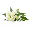 Click & Grow Smart Garden papildymas, 3 augalų kapsulės (SGR78X3)