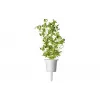 Click & Grow SGR41X3 Smart Garden papildymas – mairūnas, 3 augalų kapsulės