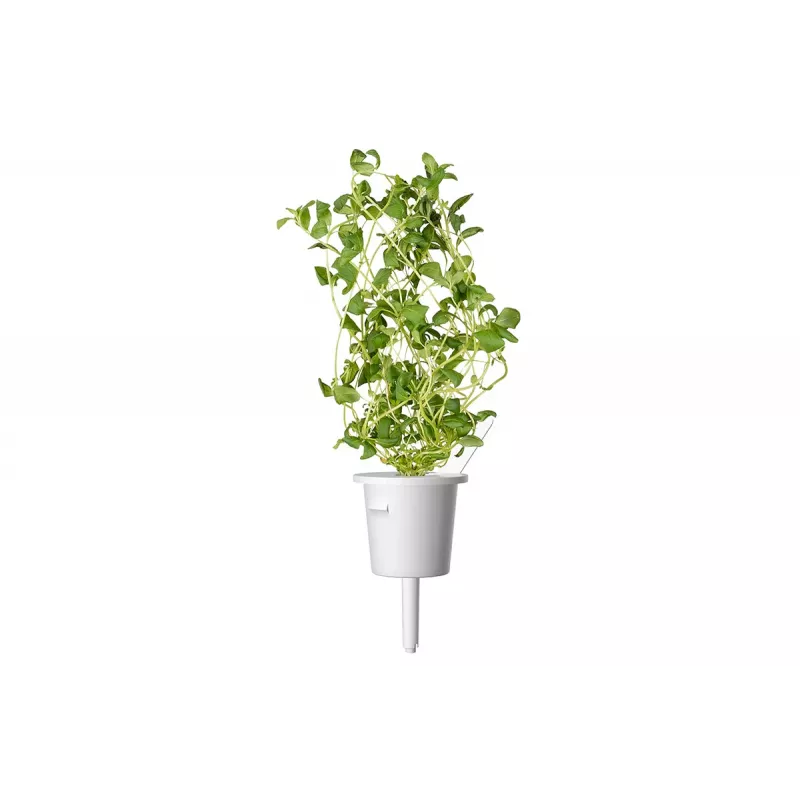 Click & Grow SGR41X3 Smart Garden papildymas – mairūnas, 3 augalų kapsulės