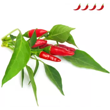 Click & Grow Piri Piri čili pipirų augalų kapsulės Smart Garden sodui, 3 vnt. (SGR67X3)