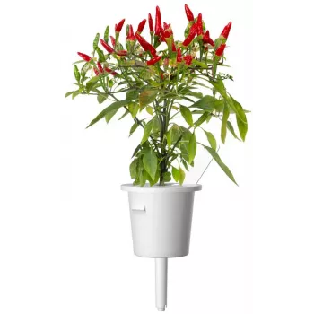 Click & Grow Piri Piri čili pipirų augalų kapsulės Smart Garden sodui, 3 vnt. (SGR67X3)