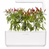 Click & Grow Piri Piri čili pipirų augalų kapsulės Smart Garden sodui, 3 vnt. (SGR67X3)