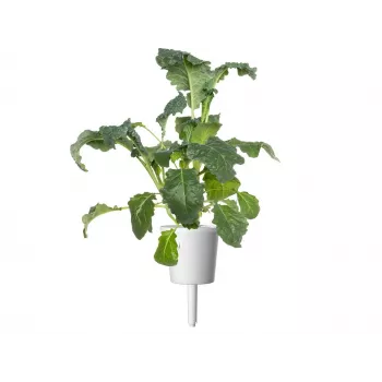 Click & Grow Smart Garden papildymas, 3 augalų kapsulės (SGR86X3)