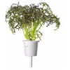 Click & Grow Smart Garden papildymas Red Frill Mustard, 3 augalų kapsulės (SGR77X3)