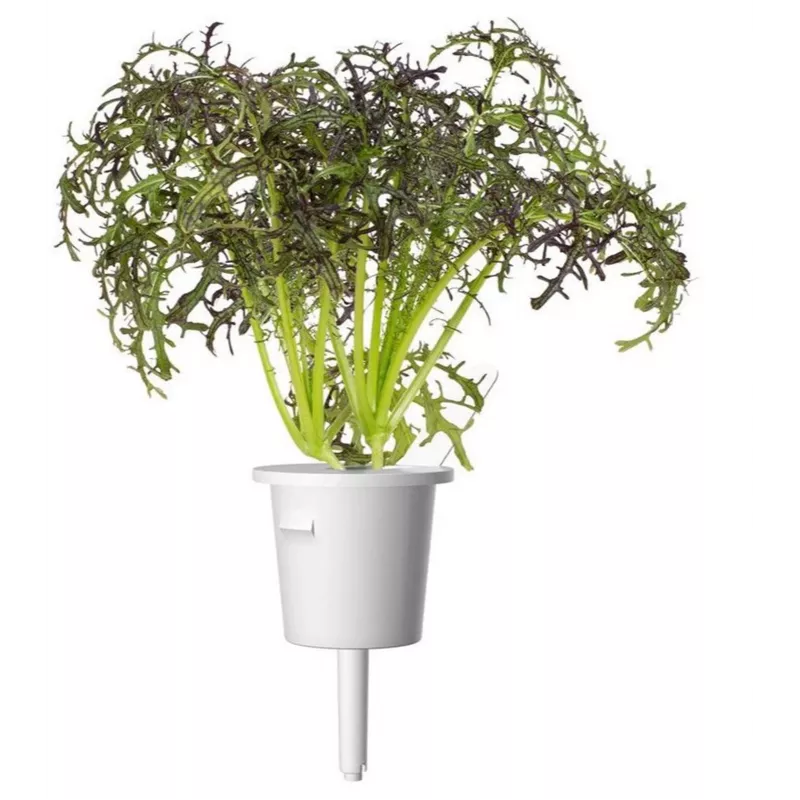 Click & Grow Smart Garden papildymas Red Frill Mustard, 3 augalų kapsulės (SGR77X3)