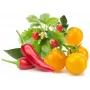 Click & Grow vaisių ir daržovių rinkinio augalų kapsulės Smart Garden sodui, 9 vnt. (PPMFVX9)