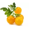 Click and Grow Smart Garden papildymo kasetės 3 vnt. Mini Tomato augalų ankštys