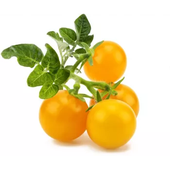 Click and Grow Smart Garden papildymo kasetės 3 vnt. Mini Tomato augalų ankštys