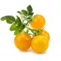 Click and Grow Smart Garden papildymo kasetės 3 vnt. Mini Tomato augalų ankštys