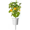 Click and Grow Smart Garden papildymo kasetės 3 vnt. Mini Tomato augalų ankštys