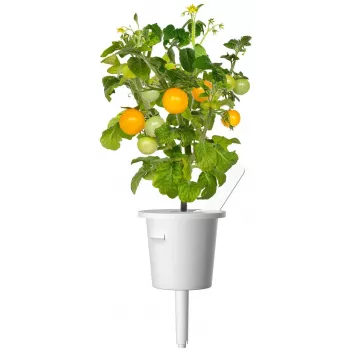 Click and Grow Smart Garden papildymo kasetės 3 vnt. Mini Tomato augalų ankštys