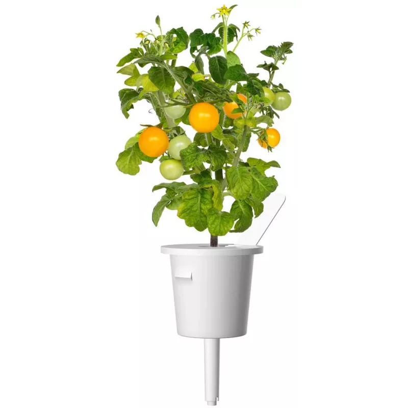 Click and Grow Smart Garden papildymo kasetės 3 vnt. Mini Tomato augalų ankštys