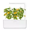 Click and Grow Smart Garden papildymo kasetės 3 vnt. Mini Tomato augalų ankštys
