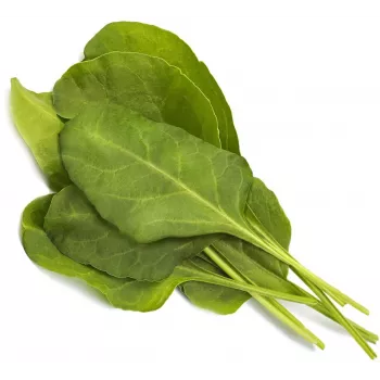Click & Grow Smart Garden papildymas Green Chard, 3 augalų kapsulės (SGR64X3)