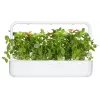 Click & Grow citrininių bazilikų augalų kapsulės Smart Garden sodui, 3 vnt. (SGR76X3)
