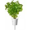 Click & Grow prieskoninių žolelių kepsniams rinkinio augalų kapsulės Smart Garden sodui, 9 vnt. (PPMSSX9)