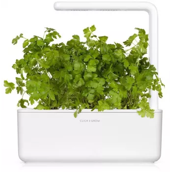Click & Grow SGR68x3 Petražolių sėklų kapsulės (3 vnt.)