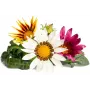 Click & Grow gazanijų augalų kapsulės Smart Garden sodui, 3 vnt. (SGR92X3)