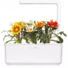 Click & Grow gazanijų augalų kapsulės Smart Garden sodui, 3 vnt. (SGR92X3)
