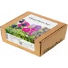 Click & Grow ryškių gėlių rinkinio augalų kapsulės Smart Garden sodui, 9 vnt. (PPMVBX9)