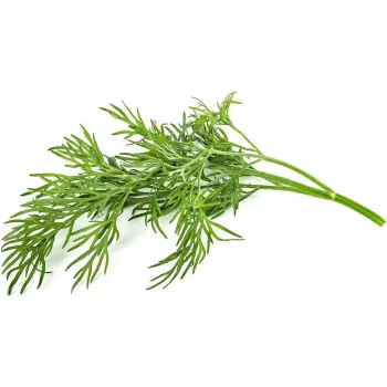 Click & Grow SGR49x3 krapų augalų kapsulės, 3 vnt. papildymas