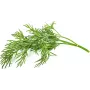 Click & Grow SGR49x3 krapų augalų kapsulės, 3 vnt. papildymas