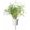 Click & Grow SGR49x3 krapų augalų kapsulės, 3 vnt. papildymas