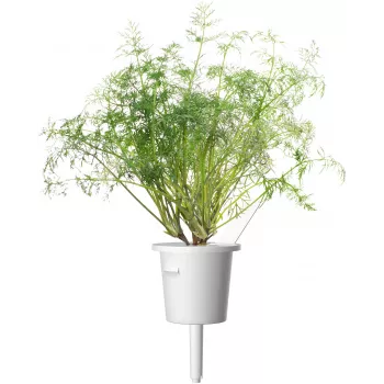 Click & Grow SGR49x3 krapų augalų kapsulės, 3 vnt. papildymas