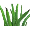 EUROPALMS dirbtinis alavijas juodame vazone, 63 cm, 82809112