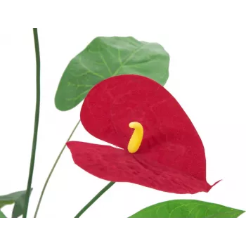 EUROPALMS dirbtinis anthurium augalas, 70 cm, raudonos gėlės, žali lapai, dekoratyviniame vazone 82530164