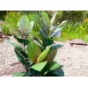 EUROPALMS dirbtinis kaučiukmedis 100cm, tikroviškas Ficus elastica, juodame plastikiniame vazone 82508303