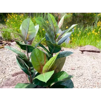 EUROPALMS dirbtinis kaučiukmedis 100cm, tikroviškas Ficus elastica, juodame plastikiniame vazone 82508303