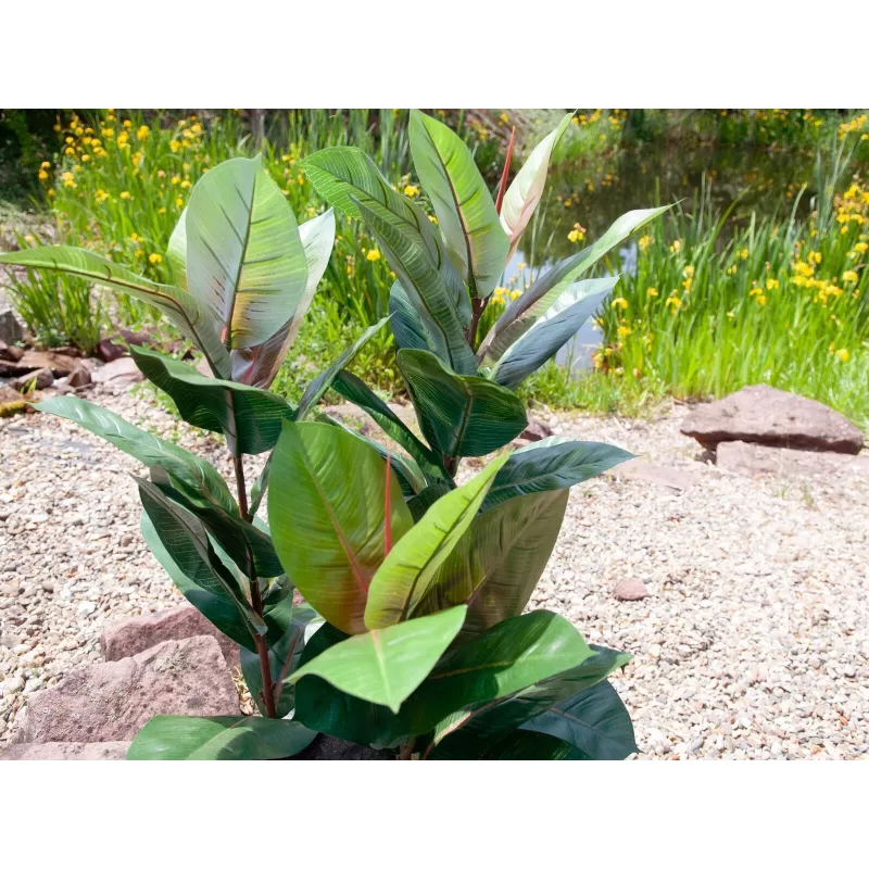 EUROPALMS dirbtinis kaučiukmedis 100cm, tikroviškas Ficus elastica, juodame plastikiniame vazone 82508303