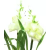 EUROPALMS Aronstab, 3 dalių rinkinys su LED, baltas, 85 cm (83330302)