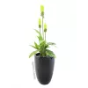 Europalms LEICHTSIN CUP-69 vazonas, juodas, blizgus (83011819)