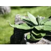 EUROPALMS Agave dirbtinis augalas, EVA, žalias, 35 cm 82530576