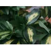 EUROPALMS Schefflera dirbtinis augalas, 120 cm, žalias 82600157