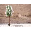 EUROPALMS Dirbtinis auksinis lietaus medis, balti žiedai, 180cm 82507106