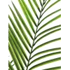 EUROPALMS Didelio Lapo Areka Dirbtinis Augalas, 165cm 82509441