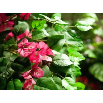EUROPALMS Bougainvillea dirbtinis augalas, rausvas, 150 cm 82507055