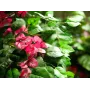 EUROPALMS Bougainvillea dirbtinis augalas, rausvas, 150 cm 82507055