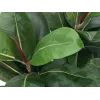 EUROPALMS dirbtinis kaučiukmedis (Ficus elastica), 120 cm, 82600150