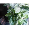 EUROPALMS dirbtinis kaučiukmedis (Ficus elastica), 120 cm, 82600150