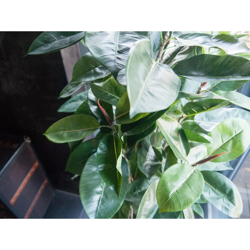 EUROPALMS dirbtinis kaučiukmedis (Ficus elastica), 120 cm, 82600150