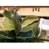 EUROPALMS dirbtinis kaučiukmedis (Ficus elastica), 120 cm, 82600150